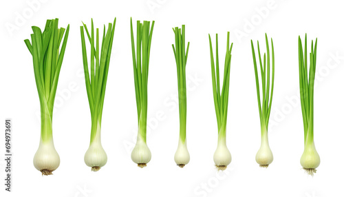 green onion isolated on transparent background cutout photo