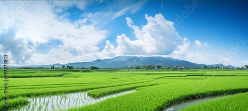  lush green rice paddy field with vibrant green rice plants photo