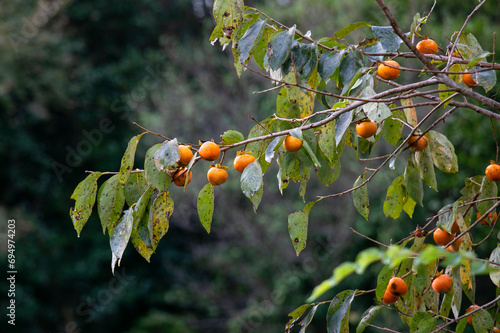 The Japanese persimmon treen. Persimon (Diospyros kaki) is an important and extensively grown fruit in China and Japan, where it is known as kaki photo