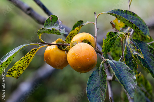 The Japanese persimmon treen. Persimon (Diospyros kaki) is an important and extensively grown fruit in China and Japan, where it is known as kaki