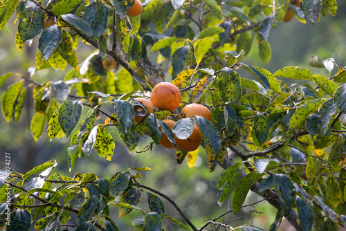 The Japanese persimmon treen. Persimon (Diospyros kaki) is an important and extensively grown fruit in China and Japan, where it is known as kaki photo