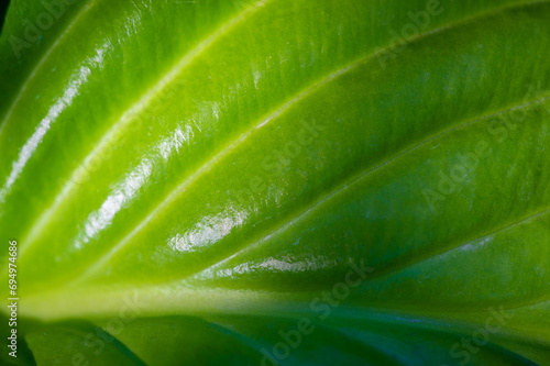 Experience the beauty and vibrancy of the green hosta leaf. Discover the art of nature through this masterpiece. Find inspiration in the life and freshness that comes from this leaf.