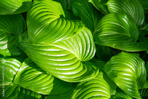 Embracing the beauty of nature, hosta reveals its magnificent green hosta leaves, dancing gracefully in the gentle breeze. Nature Nurtures Garden Delights photo