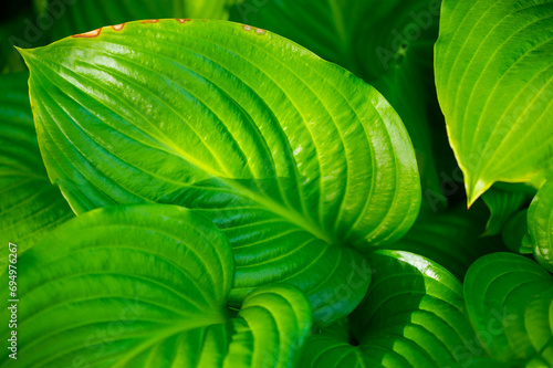 Hosta leaves will bring life and vibrancy to your garden. Lush Life Green Therapy creates a symphony of nature in green. Transform your garden into a charming choir with these lush hosta leaves.