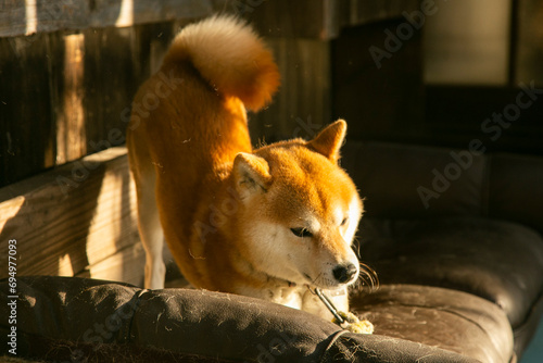 The shiba inu (柴犬, shiba inu) is a small and agile breed of dog, originally from Japan, which was originally bred and developed as a hunting dog.