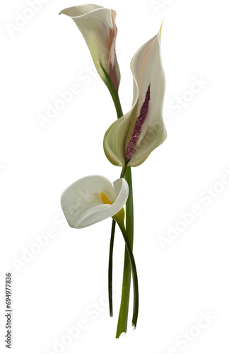 Bouquet of white calla lilies isolated on a transparent, white background