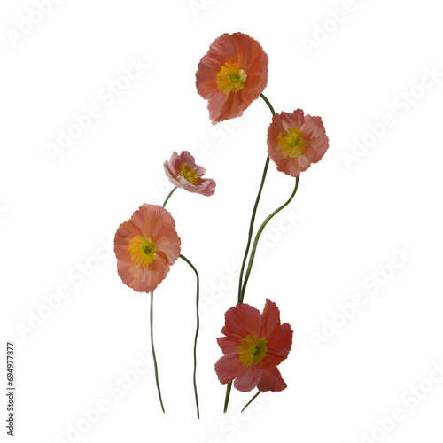 Bouquet of poppies