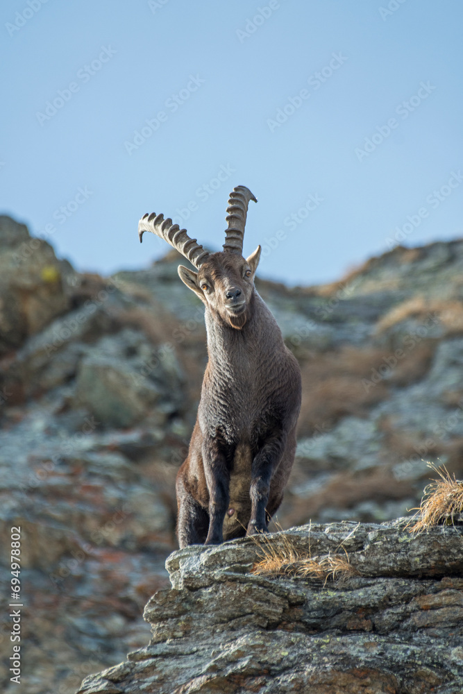 Portrait of huge male alpine ibex, Capra ibex, standing on rocks in its alpine habitat, Alps Mountains, Italy, Vertical, December.