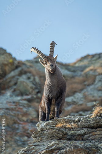 Obraz na płótnie Portrait of huge male alpine ibex, Capra ibex, standing on rocks in its alpine habitat, Alps Mountains, Italy, Vertical, December. w salonie