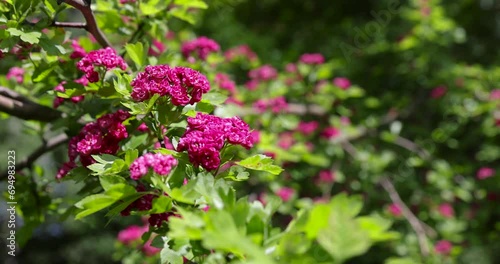 Wallpaper Mural trees during spring flowering , red flowers during flowering in spring park Torontodigital.ca