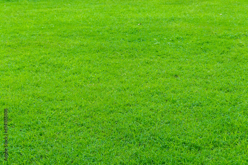 Beautiful green grass background texture.