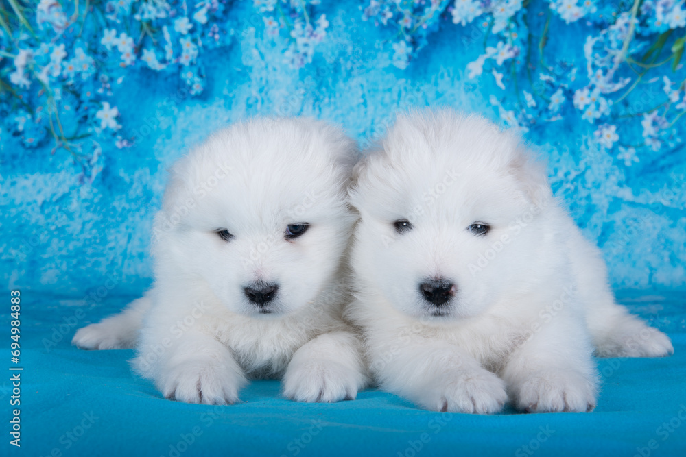 Two White fluffy small Samoyed puppies dogs are sitting on blue background with blue flowers