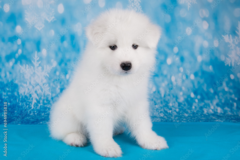 White fluffy small Samoyed puppy dog is sitting on blue blanket