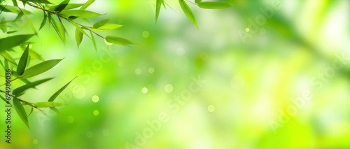 frame of fresh green bamboo leaves isolated on blurred abstract sunny background banner  nature scene with asian spirit and copy space