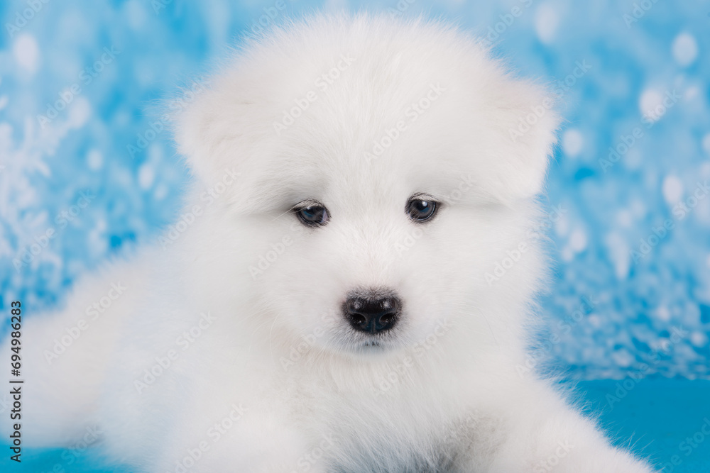 White fluffy small Samoyed puppy dog muzzle close up White fluffy small Samoyed puppy dog muzzle close up