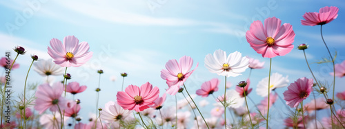 Field of pink flowers is in bloom under a clear blue sky