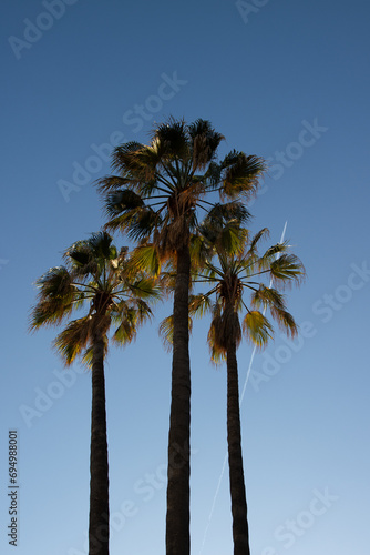 Palm trees centered with blue sky and airplane above