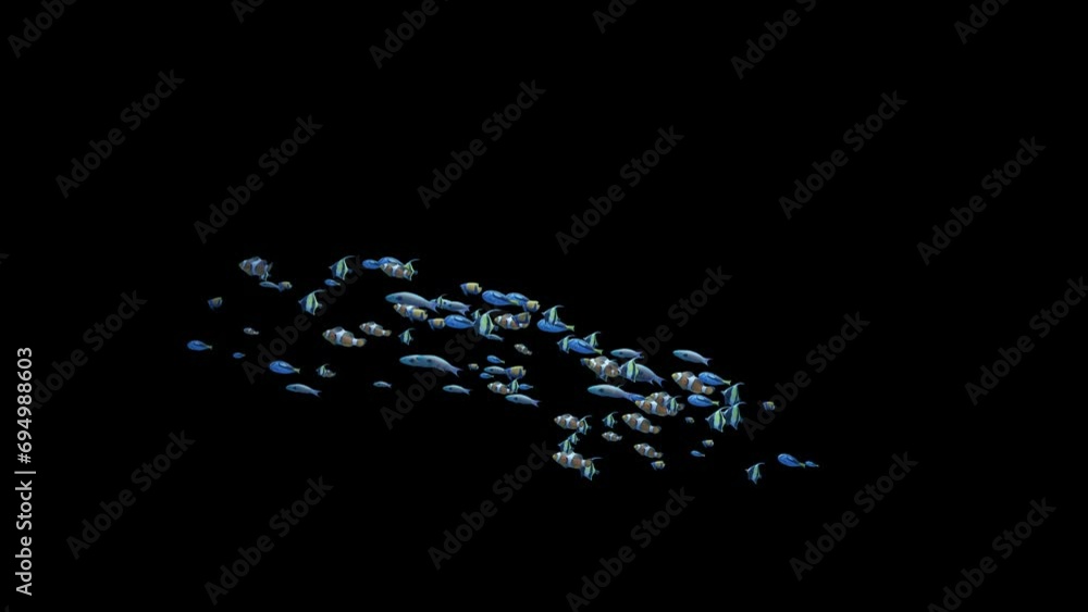 Underwater school of colorful fish loop swimming from bottom to the left on transparent background