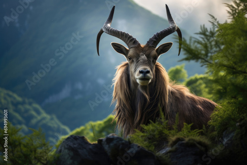 A Markhor, stands atop a steep cliff surrounded by lush green vegetation © Veniamin Kraskov