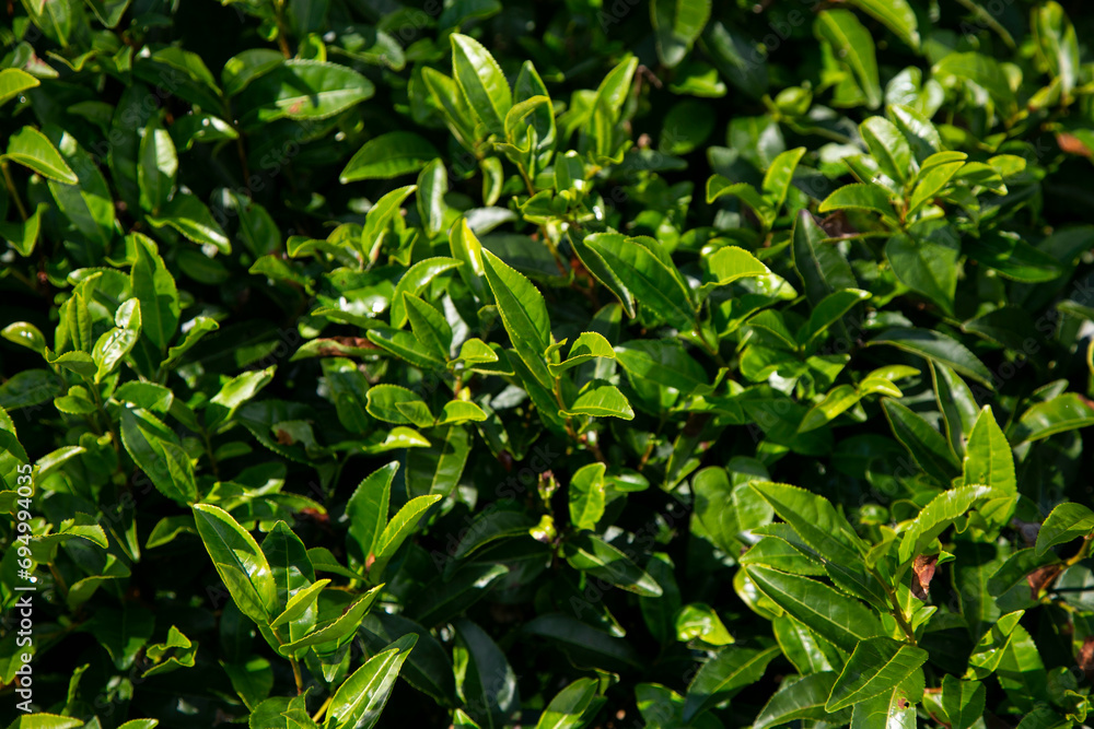 Organic green tea plantations in the Wakayama mountains in Japan. Organic green tea plantations in the Wakayama mountains in Japan.