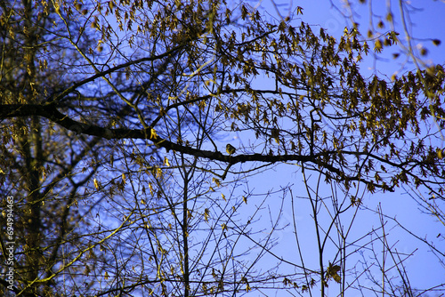 Vogel auf Ast