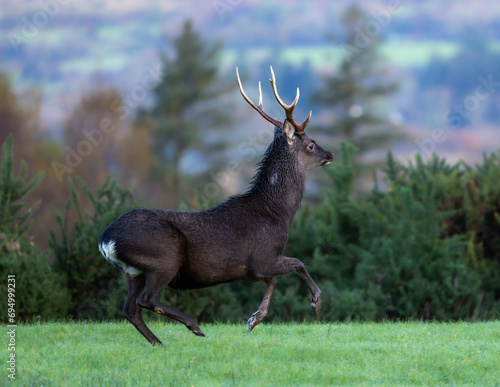 Sika deer, stag