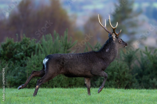 Sika deer, stag