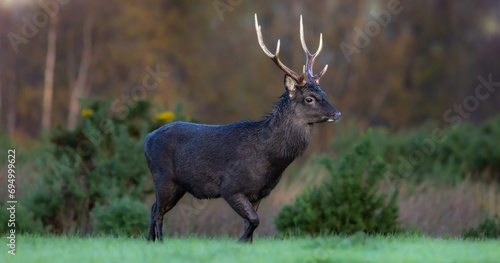 Sika deer, stag