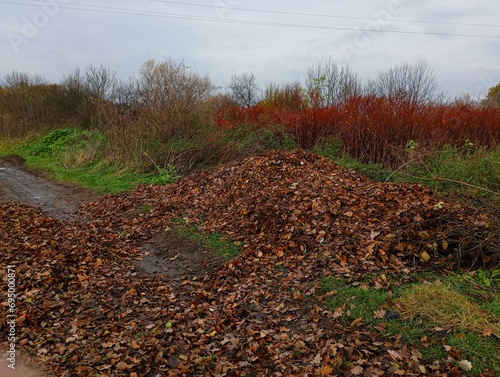 A pile of yellow leaves is scattered on the field by the side of the road. Removal of leaves and their composting.