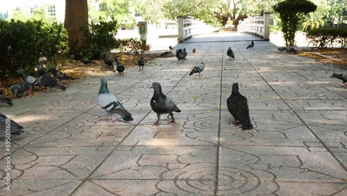 pigeon in the garden photo