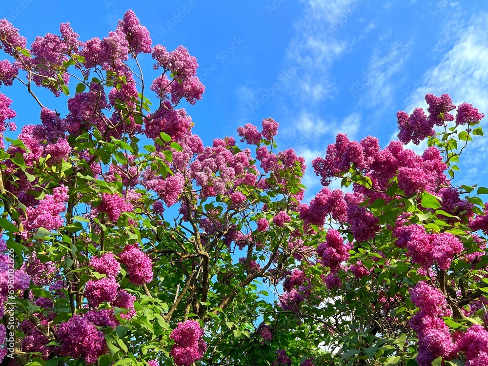 Lilac flowers bush in spring garden.