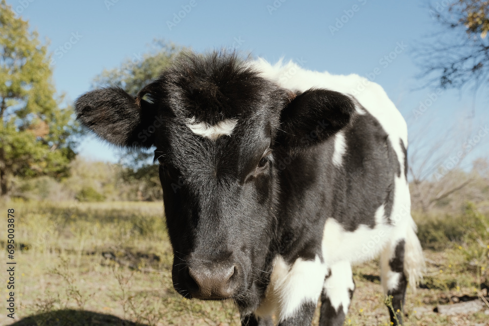 Cute curious calf closeup in Texas ranch countryside, agriculture concept with young cow. Cute curious calf closeup in Texas ranch countryside, agriculture concept with young cow.
