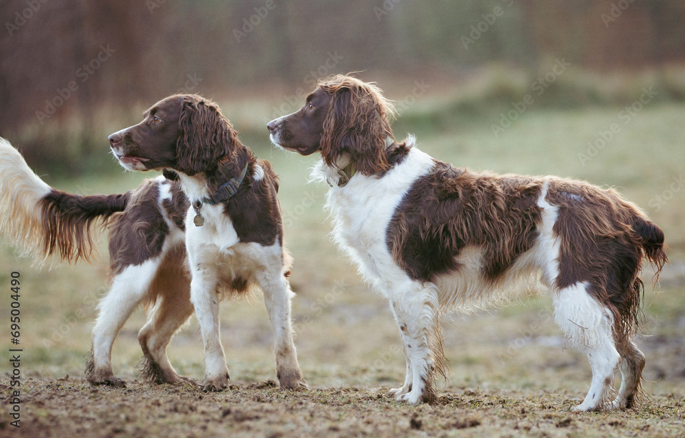 Two Small Münsterländer dogs wait for instructions while hunting in a green field. Two Small Münsterländer dogs wait for instructions while hunting in a green field.