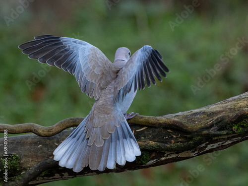 Collared dove [Streptopelia decaocto]