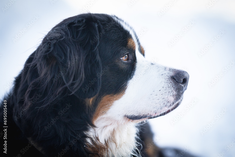 Bernese Mountain Dog portrait against a white background. Bernese Mountain Dog portrait against a white background.