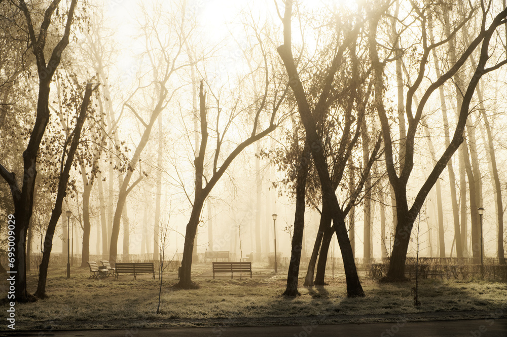 Morning fog among the trees in an autumn city park with benches and lanterns. Photo