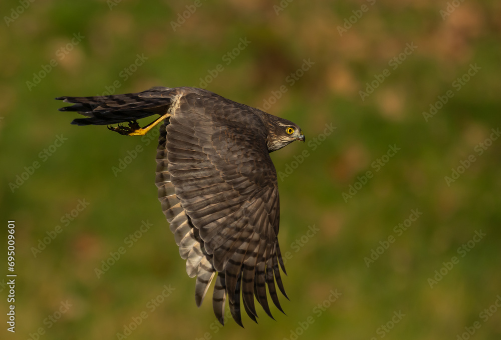 Obraz premium Sparrowhawk, female