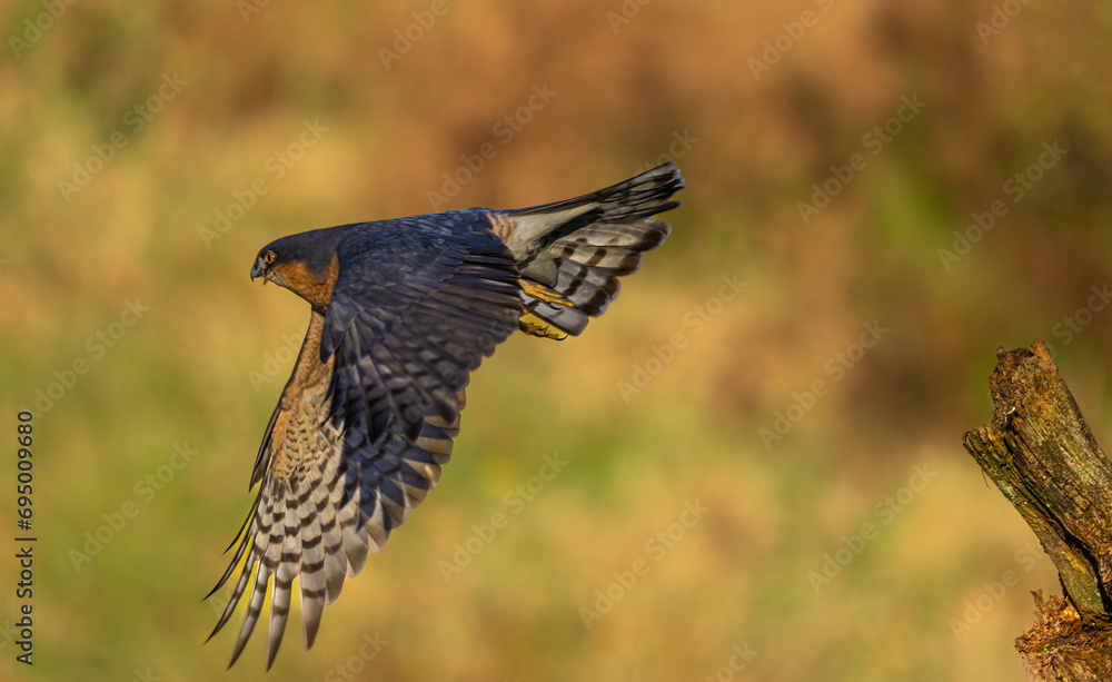 Fototapeta premium Sparrowhawk, male