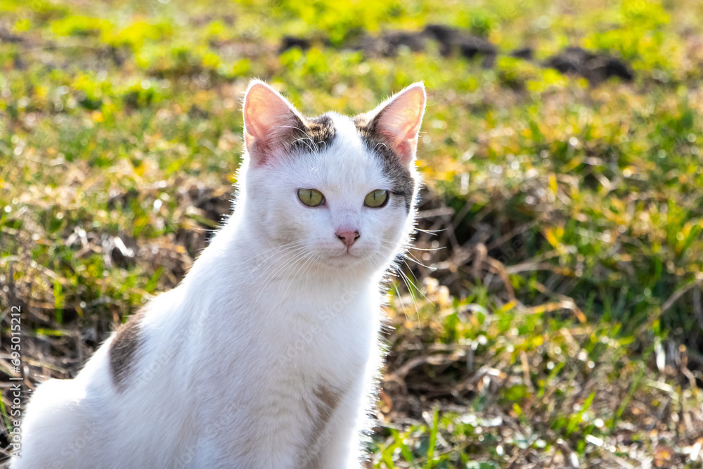 A white spotted cat sits on the grass in the garden in sunny spring weather