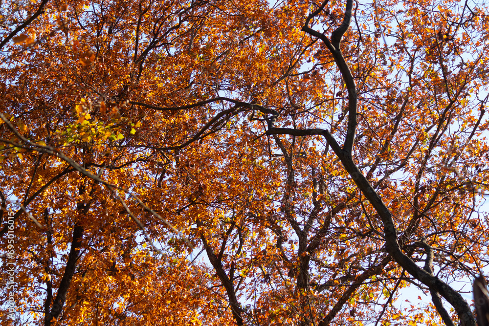 Autumn time when the leaves change to a pretty brown, orange and yellow color. This makes the tree look like it is on fire. The Fall foliage really stands out right before the leaves drop.