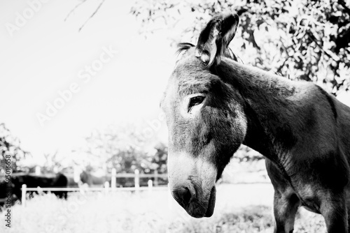 Portrait d'un bel âne dans la campagne © PicsArt