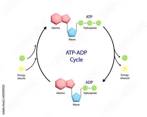 ATP ADP cycle. Adenosine Triphosphate (ATP) molecule. Adenosine Diphosphate (ADP). Adenine, Ribose and phosphate. Energy production. Scientific Design. Vector Illustration.