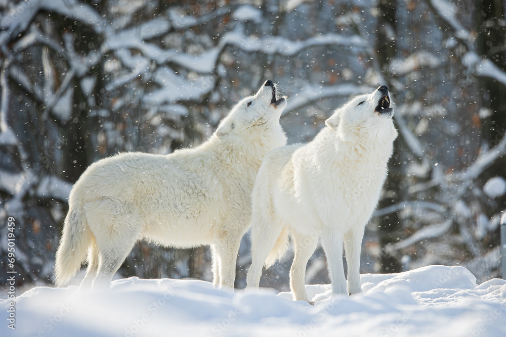 male Arctic wolf (Canis lupus arctos) the team howl of a couple male Arctic wolf (Canis lupus arctos) the team howl of a couple