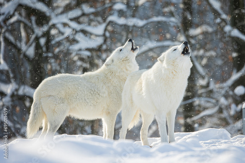 male Arctic wolf (Canis lupus arctos) the team howl of a couple