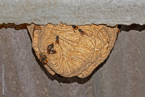 Obraz na plátne Vespa velutina or Asian wasp alert in its nest killer wasp