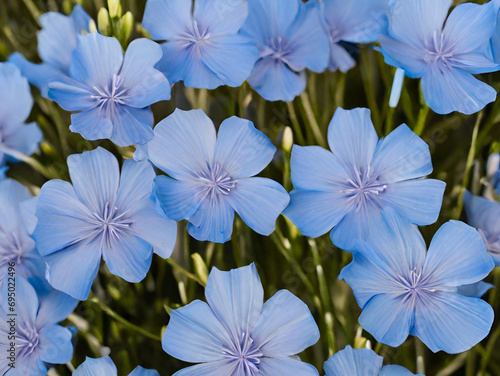 blue light flowers in the field