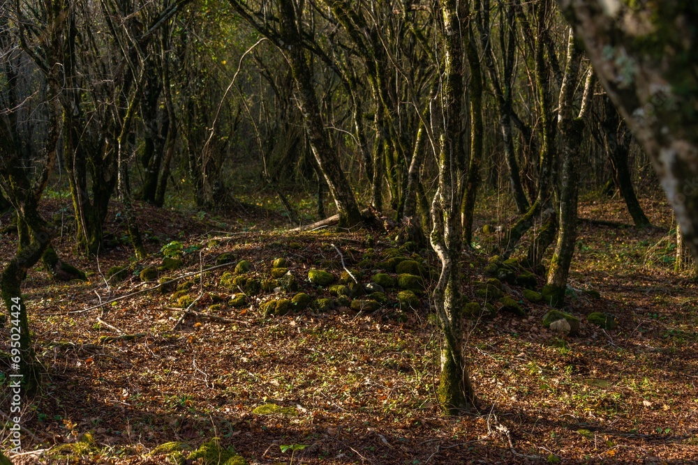 Naklejka premium ancient burial in the form of a small mound in the forest among the mountains of the Western Caucasus on a sunny day in December