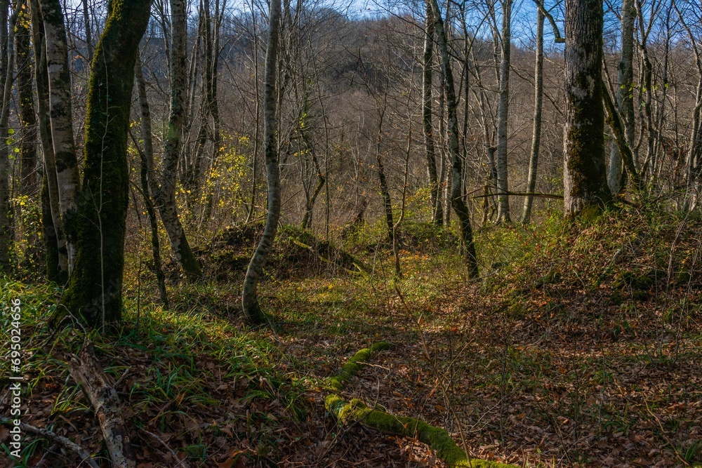 ancient mounds in the forest among the mountains of the Western Caucasus on a sunny day in December ancient mounds in the forest among the mountains of the Western Caucasus on a sunny day in December