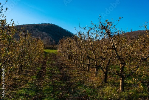 apple orchard in a river valley in the Western Caucasus mountains at the beginning of winter on a sunny day in early December