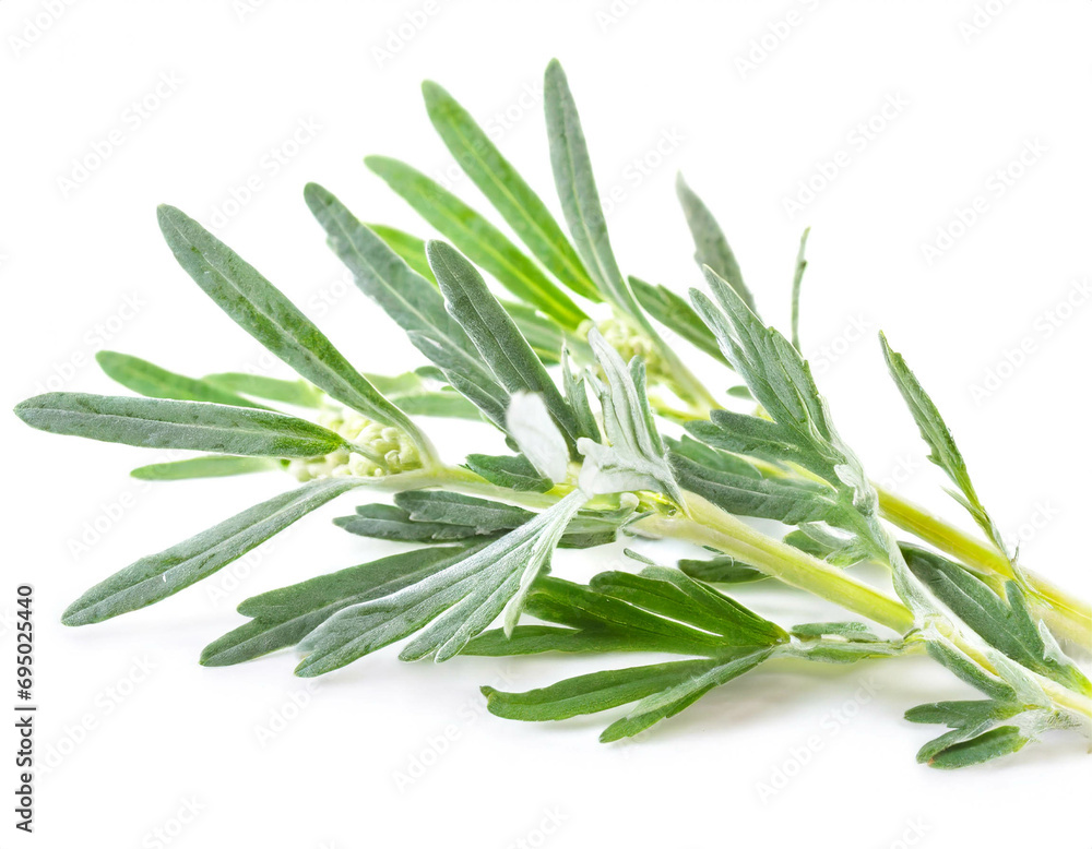 Fototapeta premium Wermut isoliert auf weißem Hintergrund, Freisteller